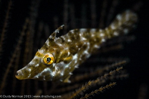 "Speckled"
A Slender File Fish on a dark background. by Dusty Norman 